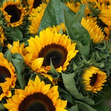 Nice sunflowers