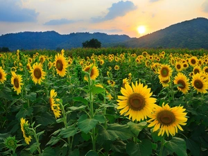 west, Mountains, Nice sunflowers, sun