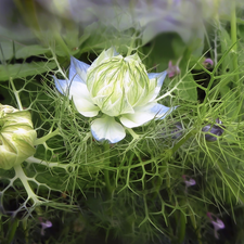 bud, Colourfull Flowers, Nigella