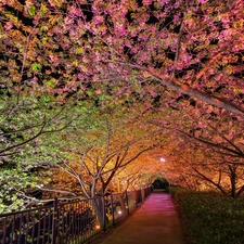 Night, light, trees, viewes, Park