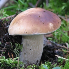 boletus, noble