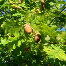 Acorns, trees, oak, Leaf