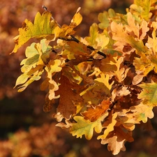 oak, autumn, Brown, Leaf, yellow