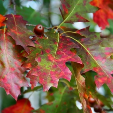 oak, color, Leaf