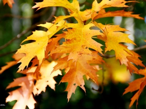 oak, Yellow, Leaf