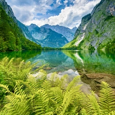 Mountains, Berchtesgaden National Park, Alps, trees, Bavaria, Germany, fern, Obersee Lake, viewes