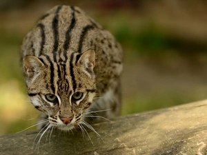 ocelot