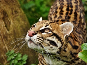 ocelot