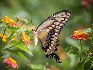 Flowers, butterfly, Oct Queen