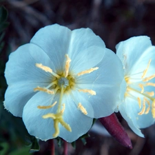 Oenothera albicaulis