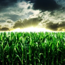 Field, clouds, rays of the Sun, corn-cob