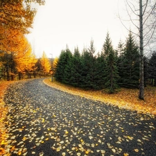 viewes, autumn, downturn of, Leaf, Way, trees