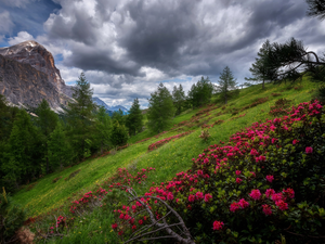 viewes, Mountains, dark, rhododendron, Falzarego Pass, Italy, Province of Belluno, trees, Dolomites, Hill, clouds