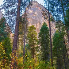 viewes, Mountains, State of California, trees, Yosemite National Park, pine, The United States