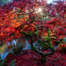 Leaf, autumn, Pond - car, trees, Park, Japanese Maple, rays of the Sun