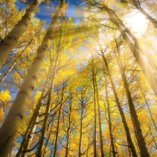 trees, birch, rays of the Sun, viewes