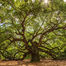 spreading, oak, rays of the Sun, trees