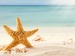 starfish, Sand, rays of the Sun, Shells