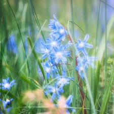 blur, Flowers, Glory of the Snow