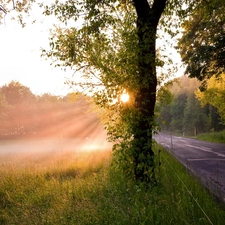 rays of the Sun, Meadow, trees, viewes, Way