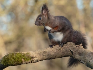 branch, squirrel, Lod on the beach