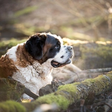 dog, mossy, Lod on the beach, Bernard