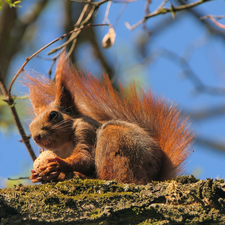 squirrel, trees, Lod on the beach, nut