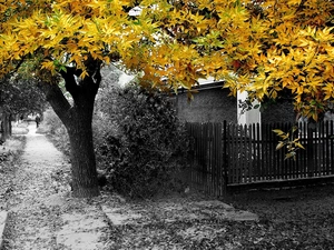 viewes, autumn, green ones, Leaf, yellow, trees