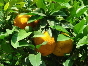 Leaf, lemons, green ones