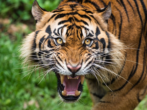 tiger, mouth, canines, open