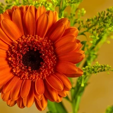 Gerbera, Colourfull Flowers, Orange