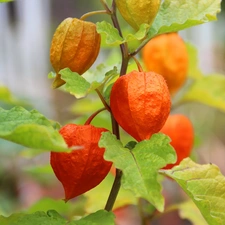 cup, physalis bloated, Orange