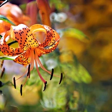 Colourfull Flowers, Tiger lily, Orange