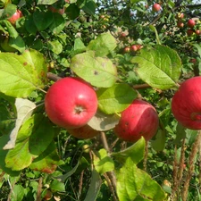 orchard, juicy, apples
