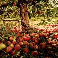 apples, apple-tree, orchard, Przebijaj?ce, luminosity, blur, sun, flash, ligh