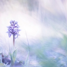 blur, Colourfull Flowers, orchid