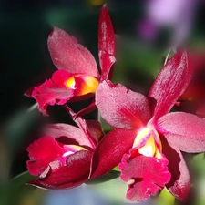 Claret, orchid