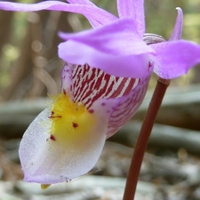 Pink, orchid