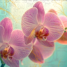 Pink, orchid