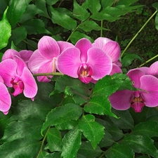 Pink, orchid