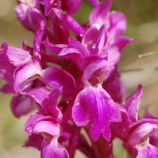 Pink, orchid