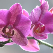 twig, orchid