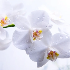 White, orchid