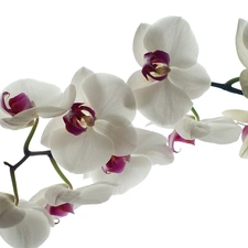 orchids