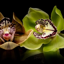Black, background, Flowers, orchids, Two cars