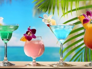 orchids, color, drinks