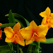 Orange, orchids