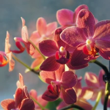 orchids, beatyfull, Pink