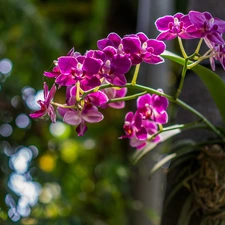 orchids, Flowers, Pink