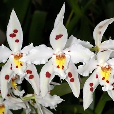 orchids, Flowers, White